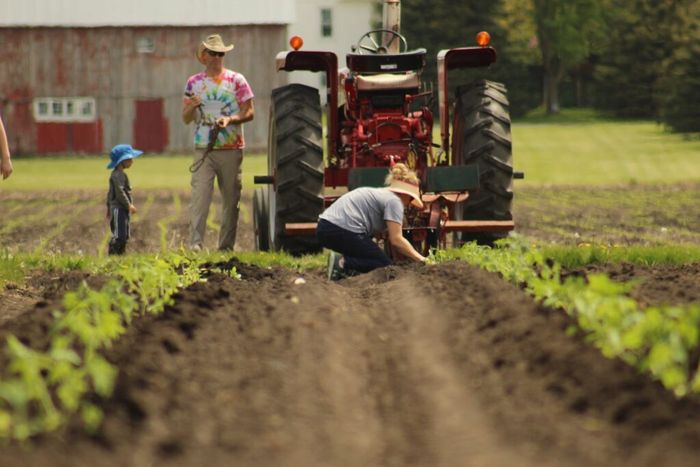Family transplanting on the farm