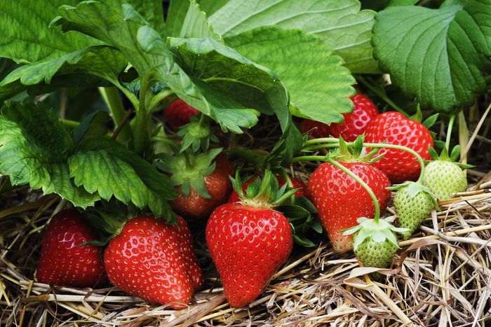 Strawberries growing at Stoub Family Farms